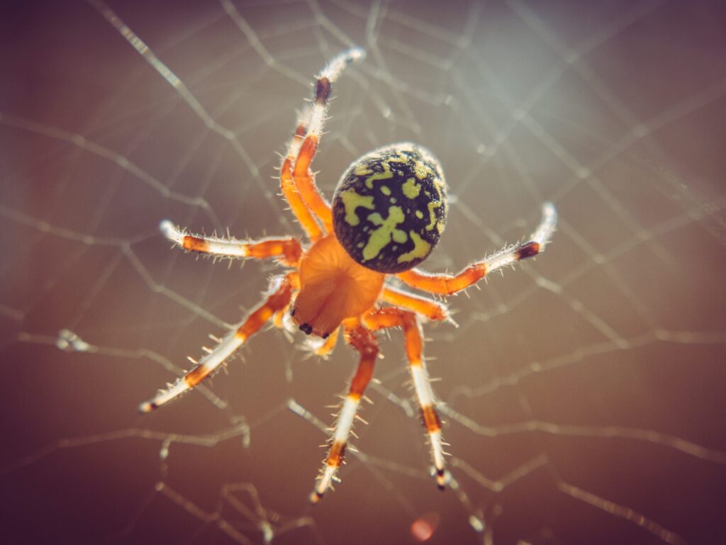 Spiders Williams Pest Control